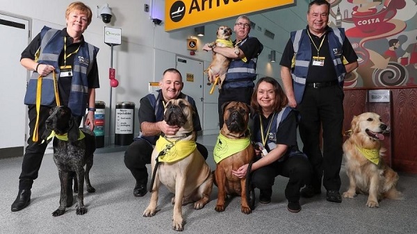 Aeroporto contrata cães terapeutas para acalmar passageiros com medo de voar