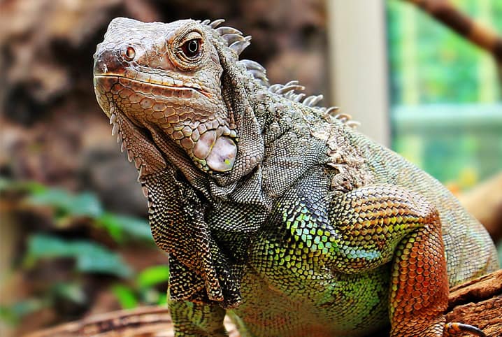 O que a iguana come: entenda a dieta do réptil
