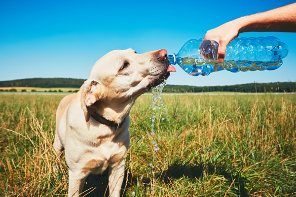 Como fazer os pets beberem mais água no verão