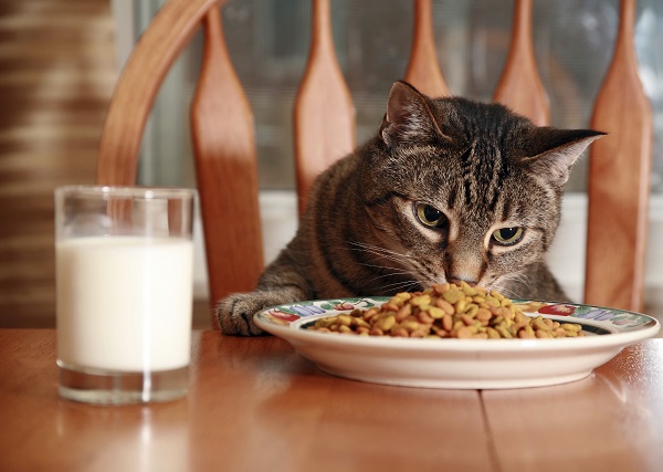 Conheça as rações com melhor custo-benefício para seu gato