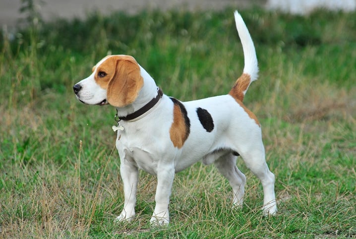 Displasia em cães: tire suas principais dúvidas sobre a doença