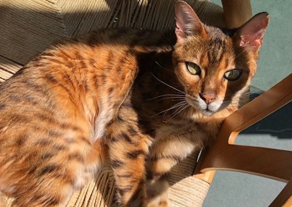 Gato viraliza por usar vaso sanitário