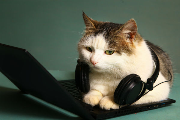 Podcast Petlove: Dra. Estela Pazos fala sobre como manter seu gato feliz e seguro dentro de casa