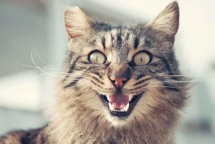 Miado de gato: entenda o que seu bichano quer dizer