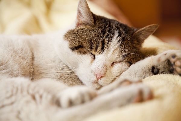 O que você precisa saber sobre o sono do seu gato