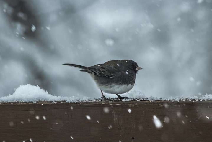 Passarinho sente frio? Tire essa dúvida aqui!