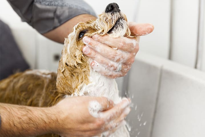 Pelagem de cachorro: entenda suas funções
