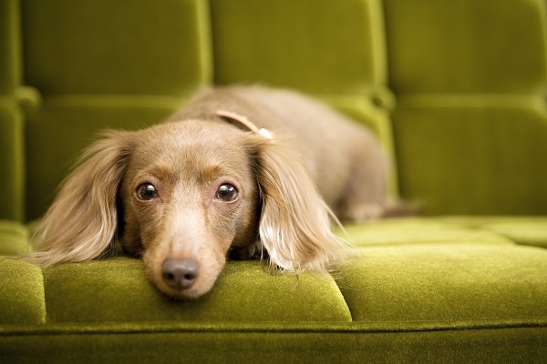 Queda de pelos: sete produtos para escovar seu cachorro