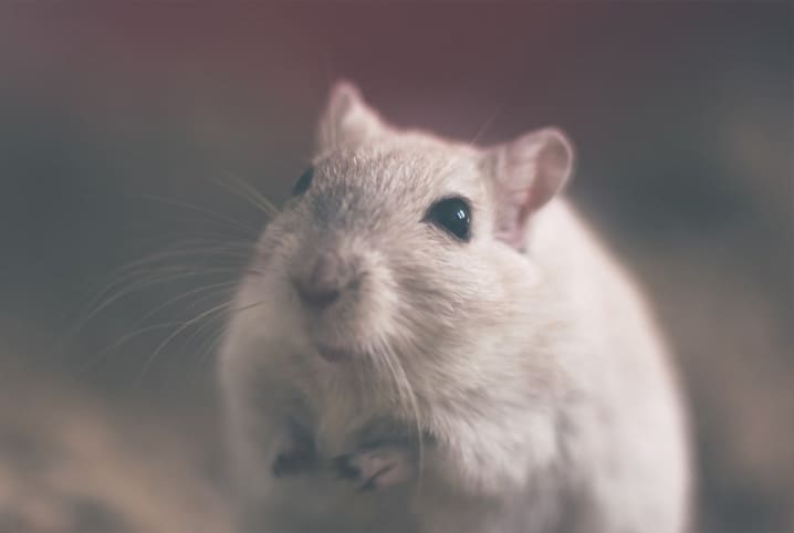 Rato de estimação: 5 perguntas e respostas sobre o roedor