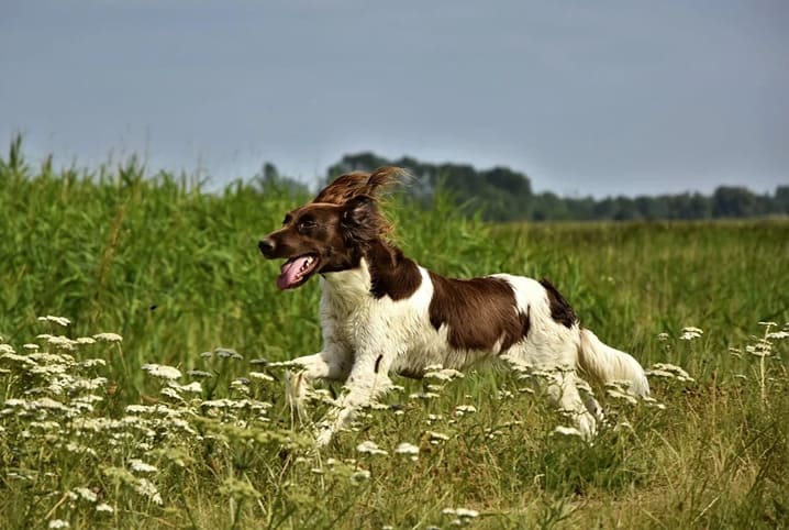 Saúde animal: dicas importantes para garantir o bem-estar dos bichos de estimação