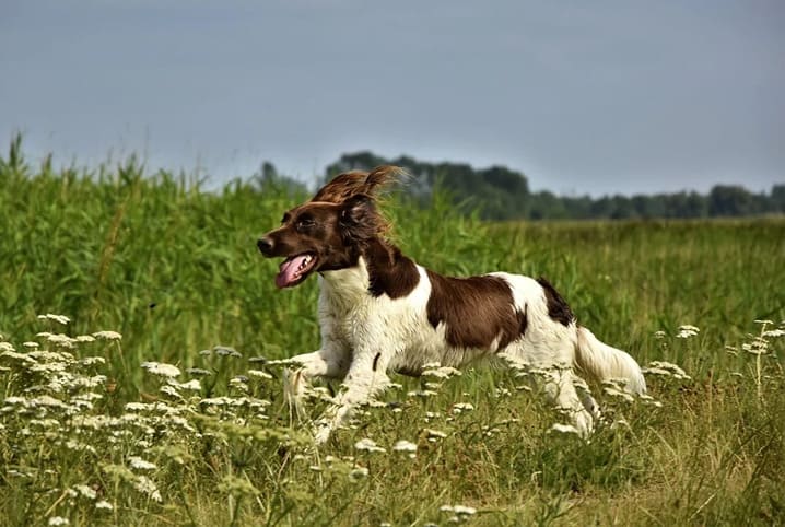 Saúde animal: dicas importantes para garantir o bem-estar dos bichos de estimação