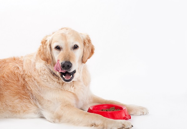 Sete rações premium para cães