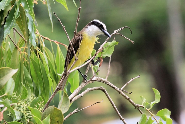 Tudo sobre bem-te-vi: conheça o pássaro mais famoso do Brasil