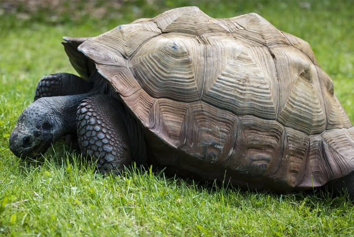 Tudo sobre jabuti: conheça mais sobre esse animal