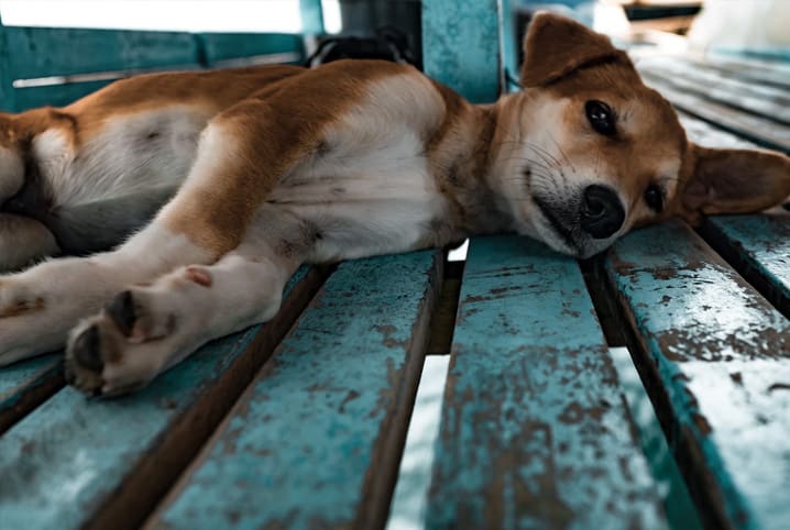 Umbigo de cachorro: saiba tudo sobre a hérnia umbilical