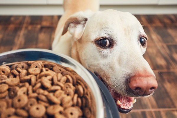 Veja as melhores rações super premium para o seu cachorro adulto