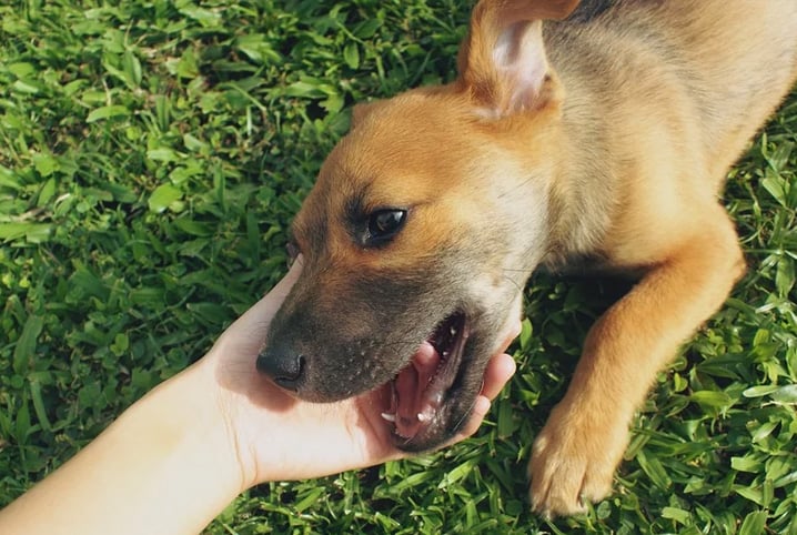 Nomes para cachorro vira-lata: mais de 400 sugestões!