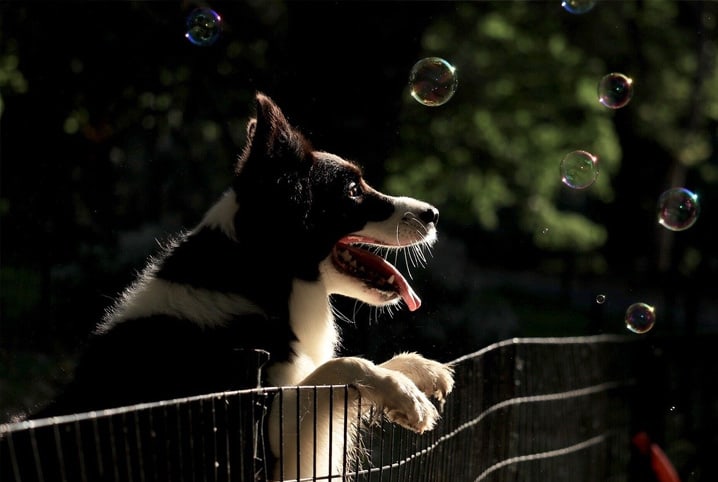 Nomes fortes para cachorro: mais de 400 apelidos criativos