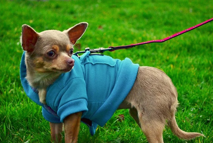 Acessórios para cachorro: você sabe como cuidar deles?