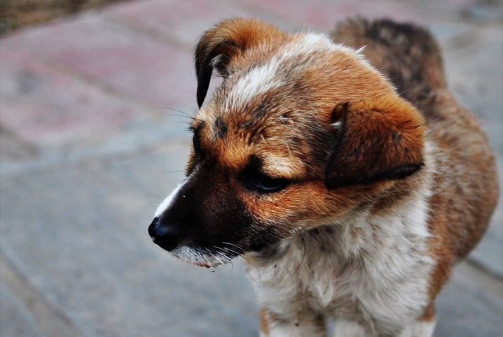 Cachorro comendo cocô? Saiba o que pode ser e o que fazer