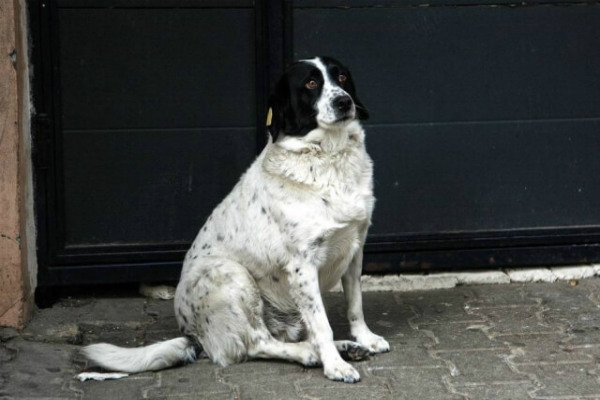 Cachorro faz sucesso como guarda de trânsito na Geórgia