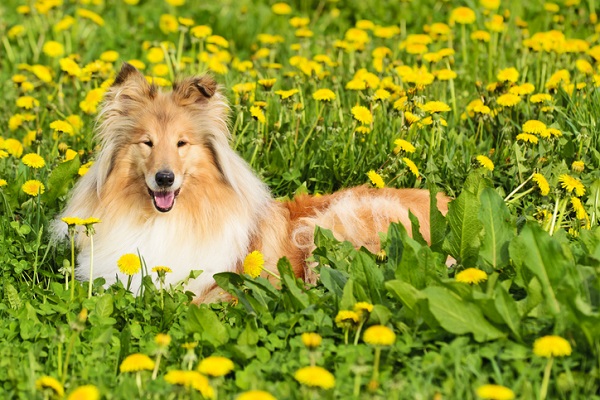 Collie – Principais doenças