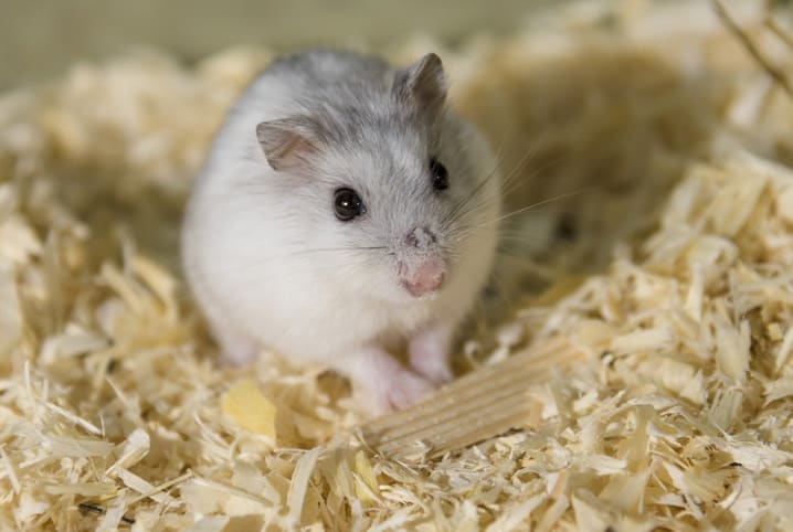 Como criar um hamster: 6 passos para um roedor em casa!