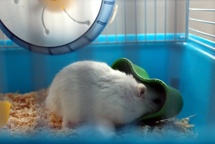 Como limpar gaiola de hamster? Descubra aqui!