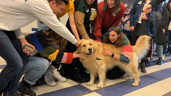 Conheça o cão que roubou a cena em meio às eleições nos EUA