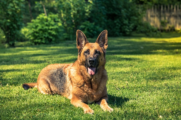 Conheça as principais raças de cães farejadores