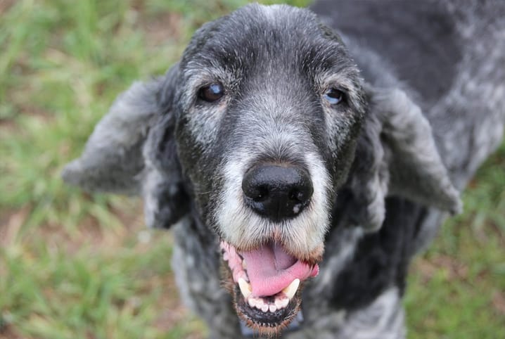 Disfunção cognitiva canina: você já ouviu falar dela?