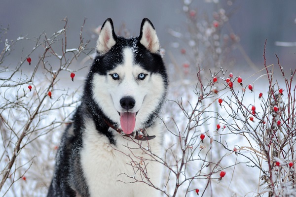 Husky Siberiano – Principais doenças