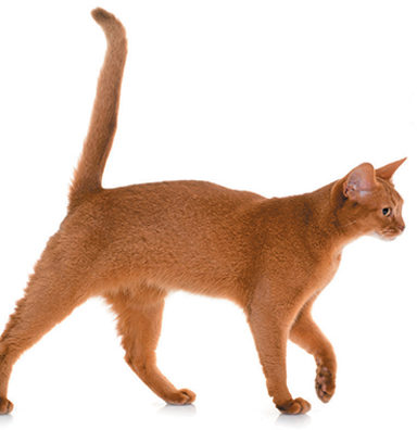 Identifique o estado de espírito do seu gato ao observar seu rabo