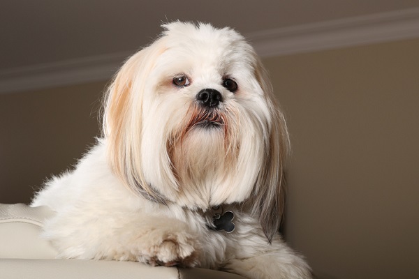 Lhasa Apso – Principais doenças