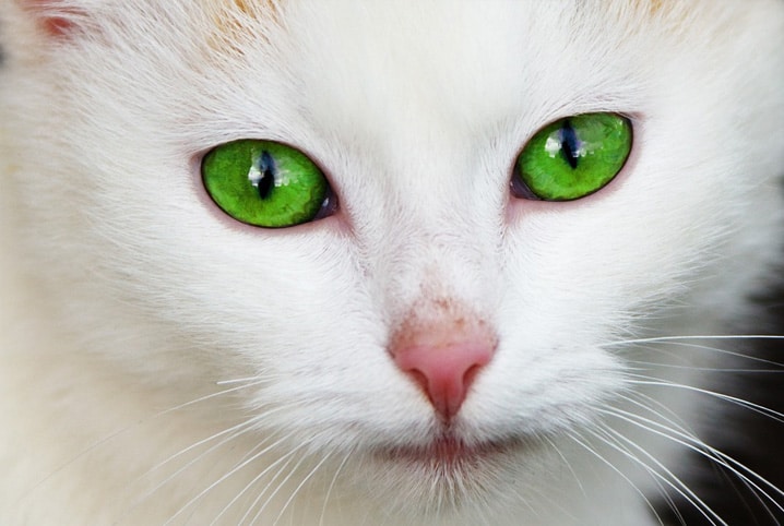 Olho de gato: 5 perguntas e respostas sobre nossos amigos