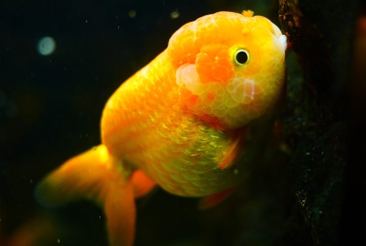 Peixe dourado de aquário: saiba tudo sobre a espécie