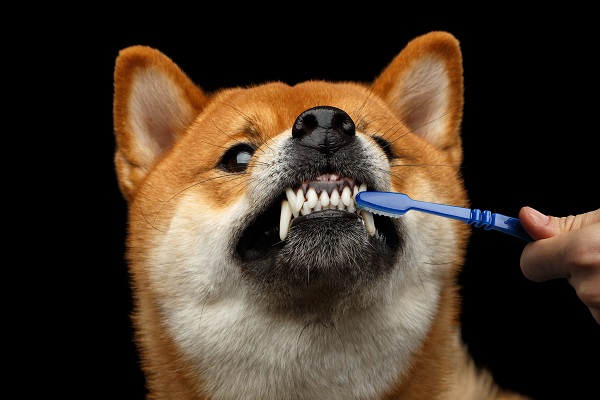 Três dicas para escovar os dentes do cachorro