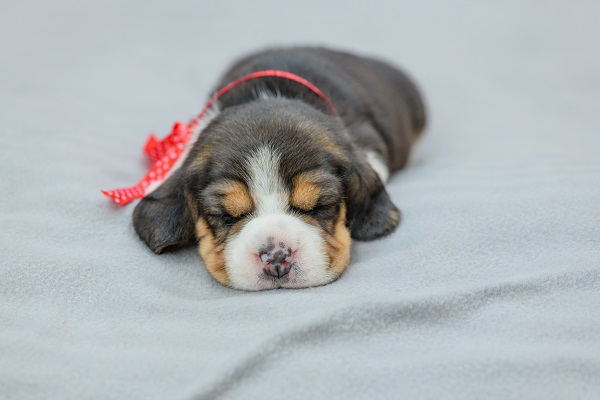 Tudo o que você precisa saber sobre o sono de cães filhotes