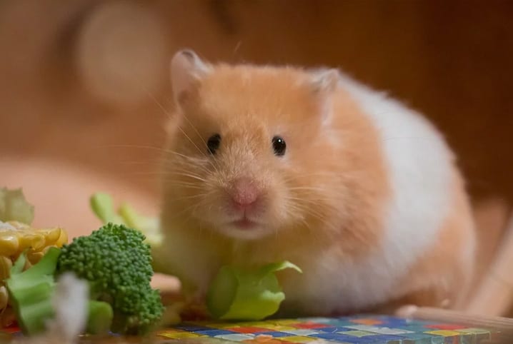 7 curiosidades sobre hamsters!