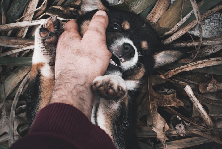 Antibiótico para mordida de cachorro: principais dúvidas