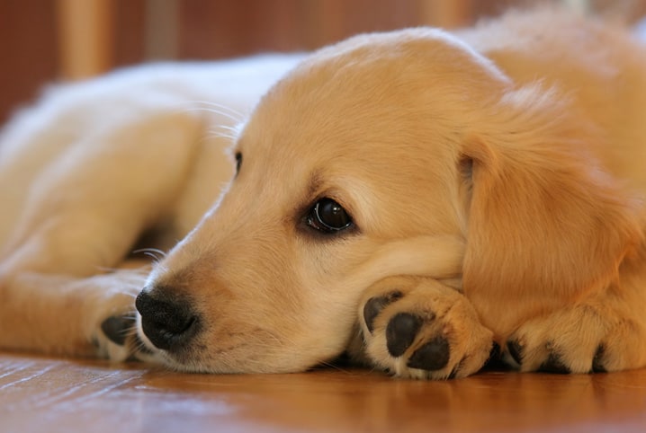 Cachorro doa sangue? Descubra aqui como salvar vidas!