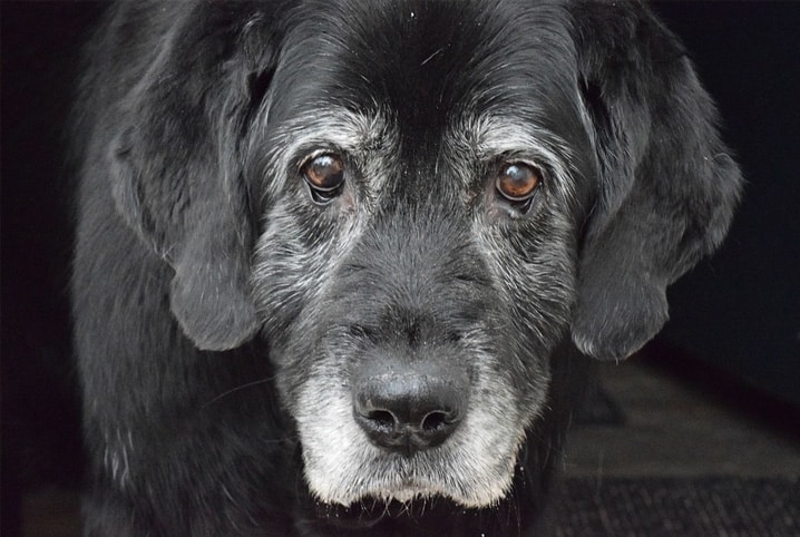 Cachorro idoso: 6 dicas para cuidar do seu amigo nessa fase