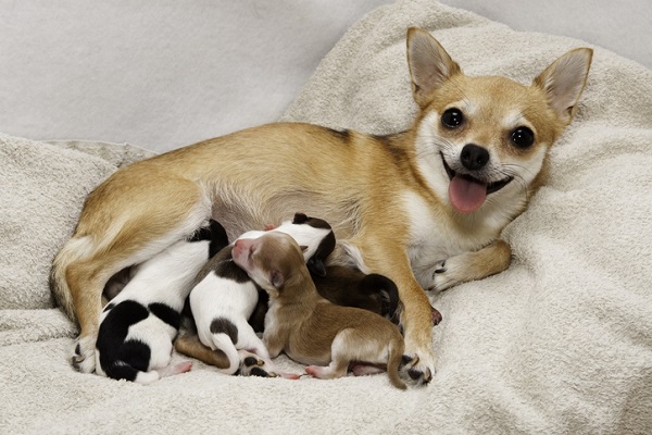 Cuidados básicos com um filhote de cachorro recém-nascido