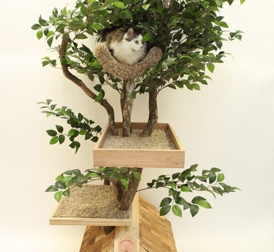 Casal adapta árvores de verdade como arranhadores de gatos