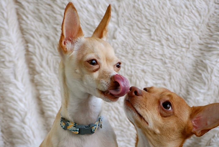 Castrar cachorro: conheça as muitas vantagens do procedimento