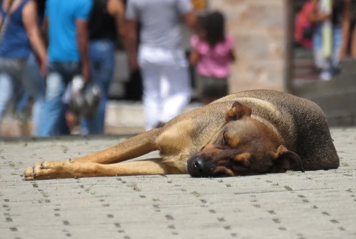 Como ajudar animais de rua além da adoção