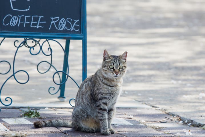 Levar gato para passear: como se divertir com seu amigo?