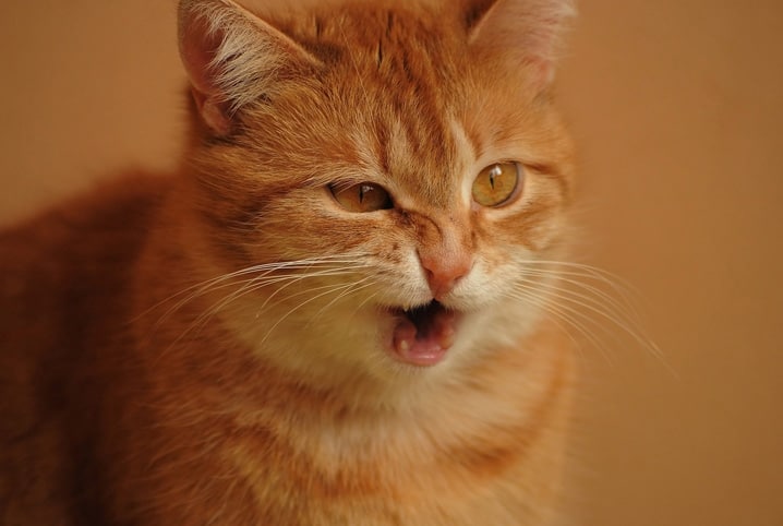 Notou seu gato espirrando? Veja 7 possíveis causas
