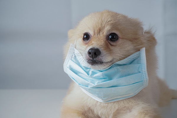 Passeio na quarentena: dicas para manter seu pet longe do vírus