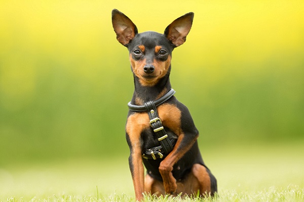 Pinscher Miniatura – Principais doenças